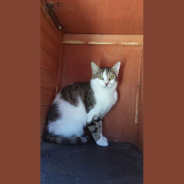 Photo of Dulcie