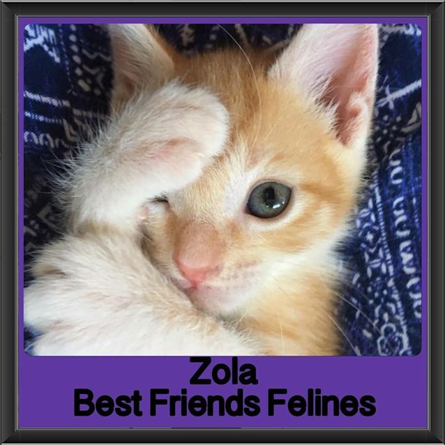 Photo of Zola