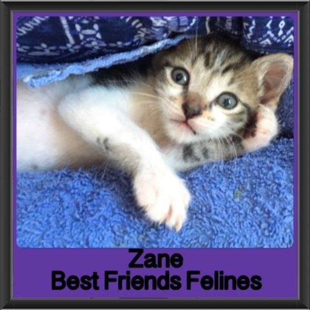Photo of Zane 