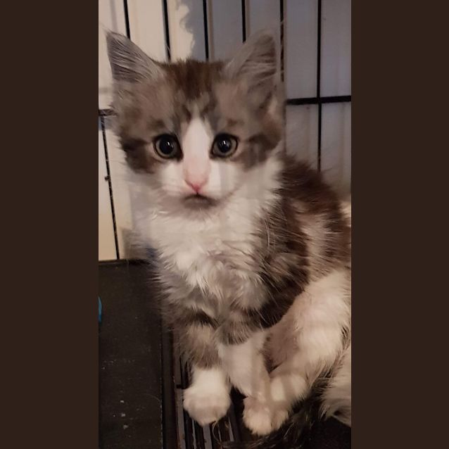 Photo of Sundae
