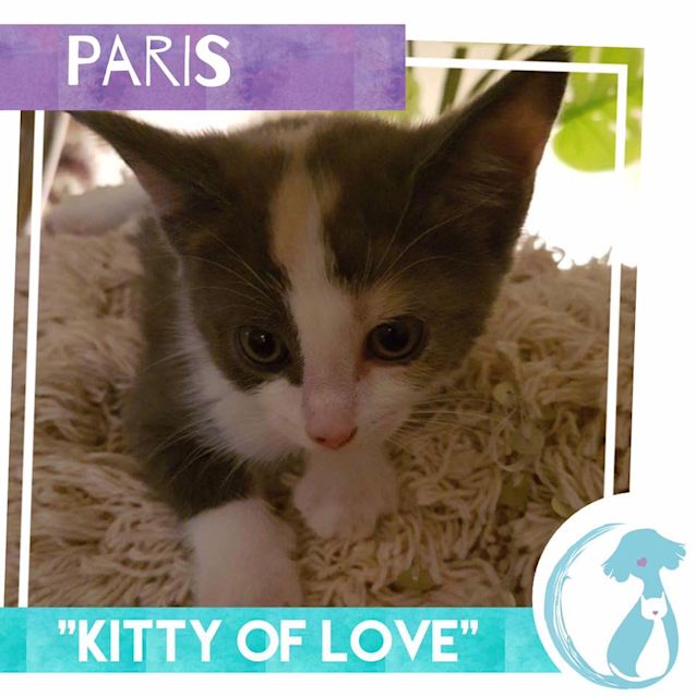 Photo of Paris 