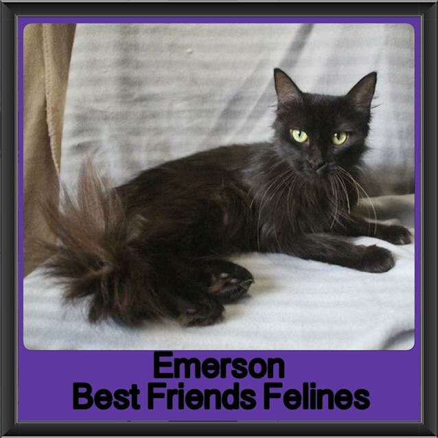 Photo of Emerson 