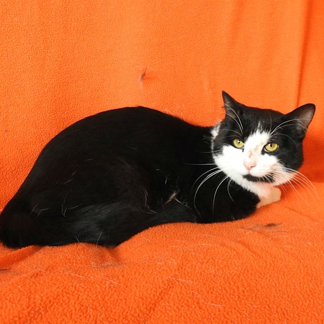 Photo of Bronson