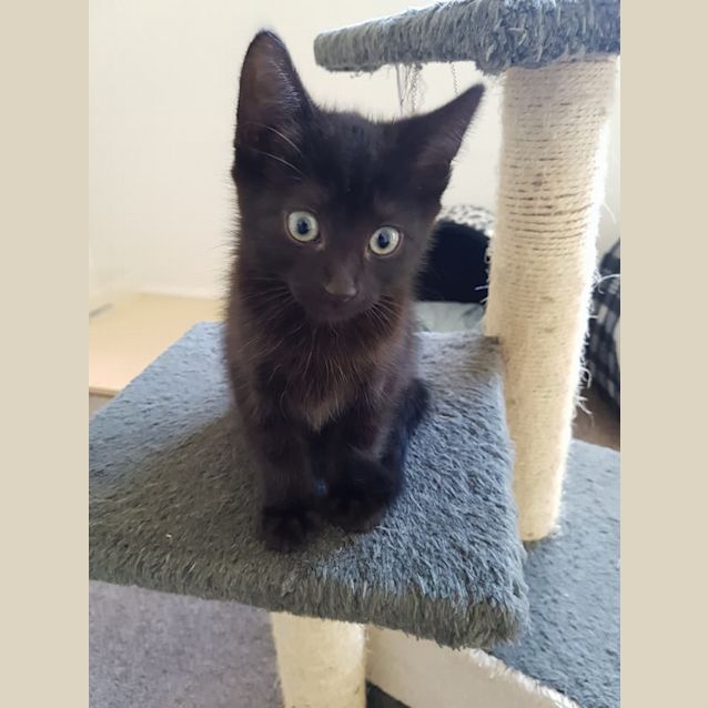 Photo of Squeak ***2nd Chance Cat Rescue***