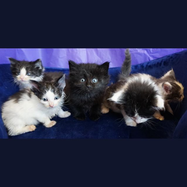 Photo of 6 Week Old Kittens Ready To Adopt 