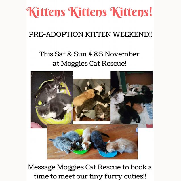 Photo of Pre Adoption Kitten Weekend This Weekend!