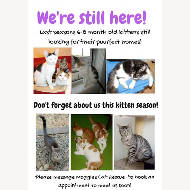 Photo of Last Seasons Kittens