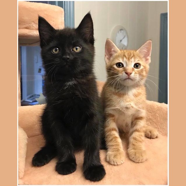 Photo of Adorable Rescue Kittens Need Homes!