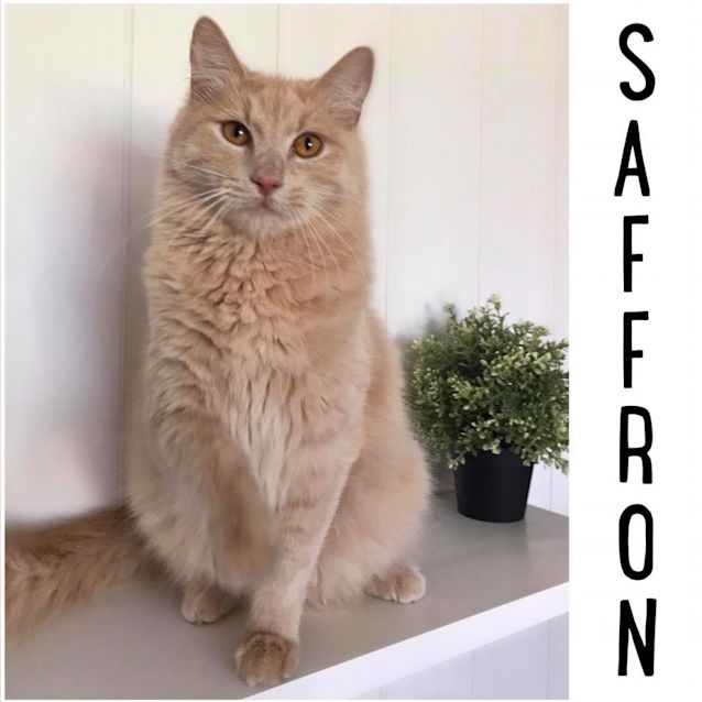 Photo of "Saffron" Needs A Home!