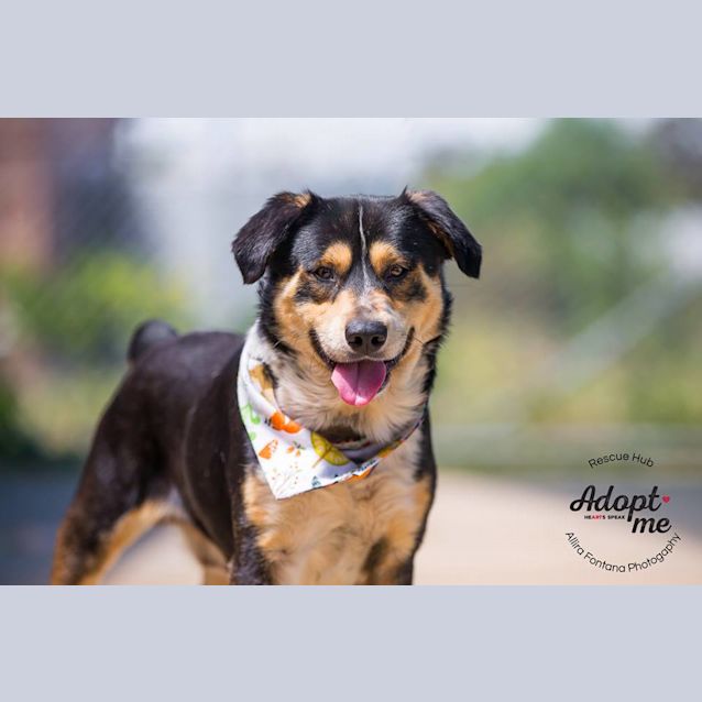 Photo of Toby Pcc 603