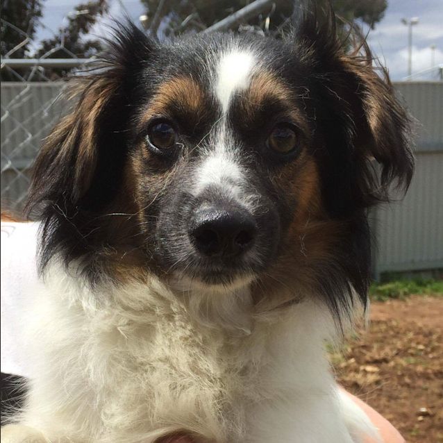 Photo of Angus