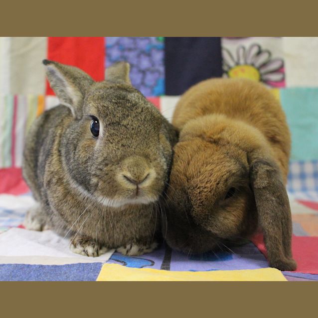 Photo of Pepe And Rabberta 