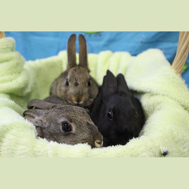 Photo of Tully, Topsy And Tulla 