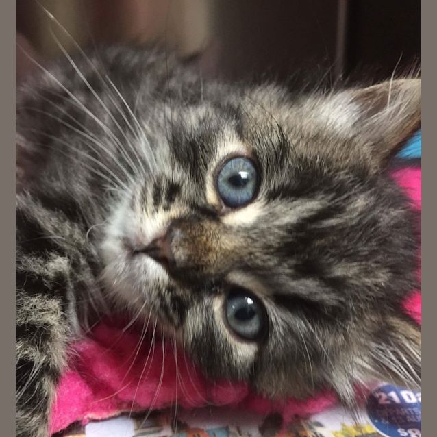 Photo of Kitty 