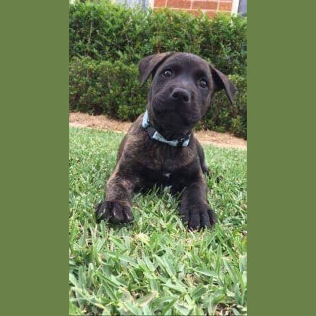 Photo of Lovebug Billy 