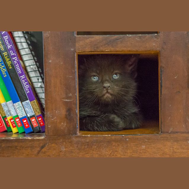 Photo of Sean Kitten