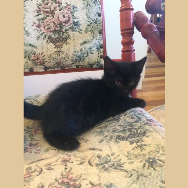Photo of Harry (Pre Adoption Available)