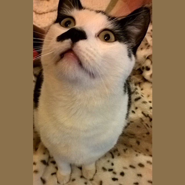Photo of Maurice