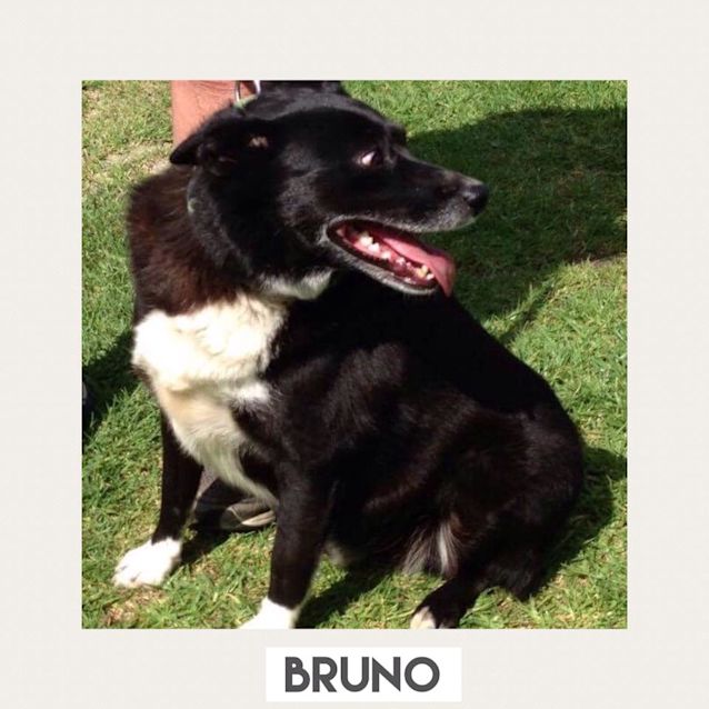 Photo of Bruno