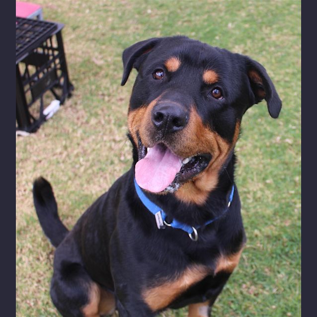 Photo of Tyson 