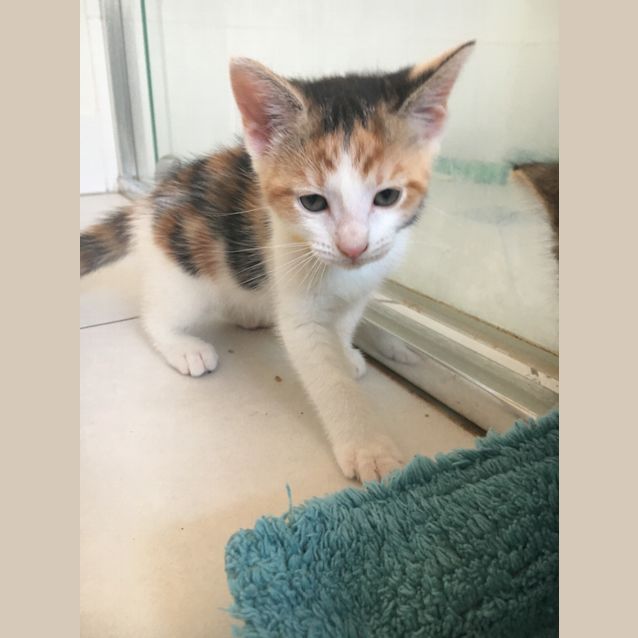 Photo of Tequila