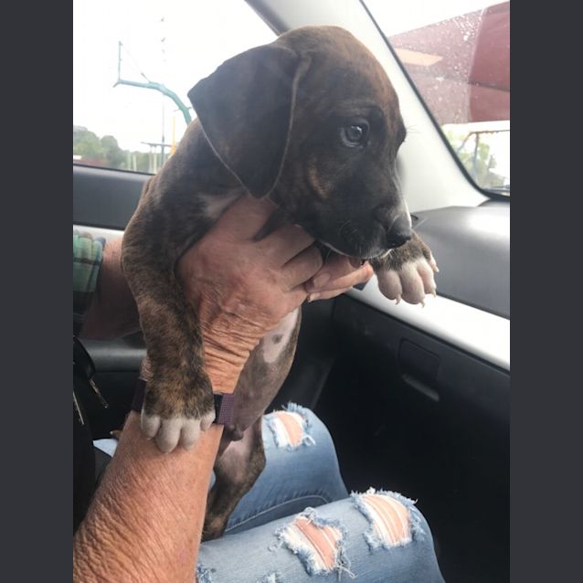 Photo of Sarge