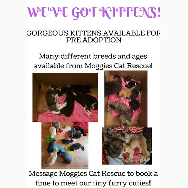 Photo of We've Got Kittens!