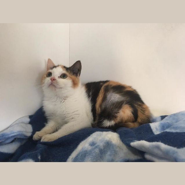 Photo of Pixie