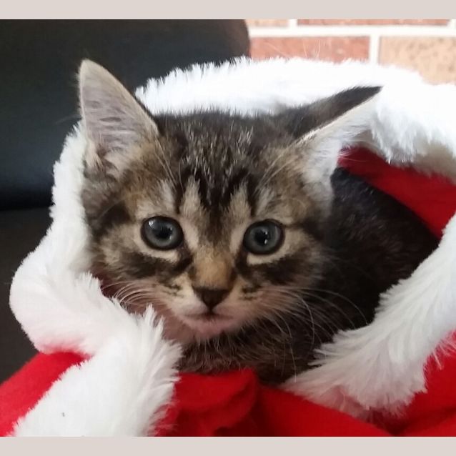 Photo of Christmas 