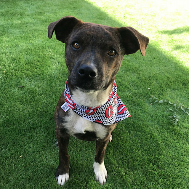 Photo of Ylva ~ Staffy X (On Trial 15/11/2017)