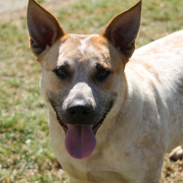 Photo of Jack ~ Red Cattle Dog (On Trial 25/11/2017)