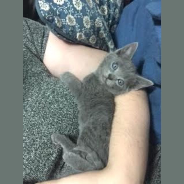 Photo of Floki