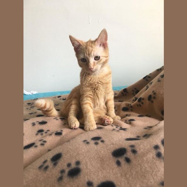 Photo of Kai