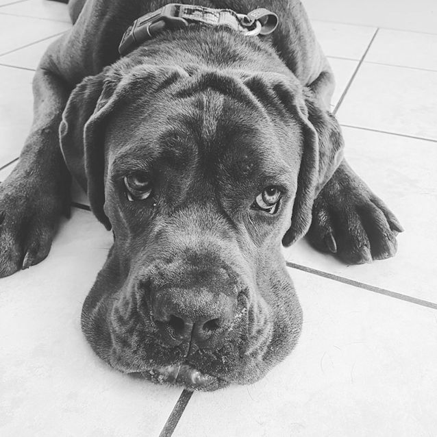 Photo of Storm **Adoption Pending**