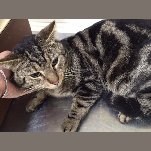 Photo of Gotham (3888)