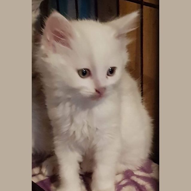 Photo of Olaf 