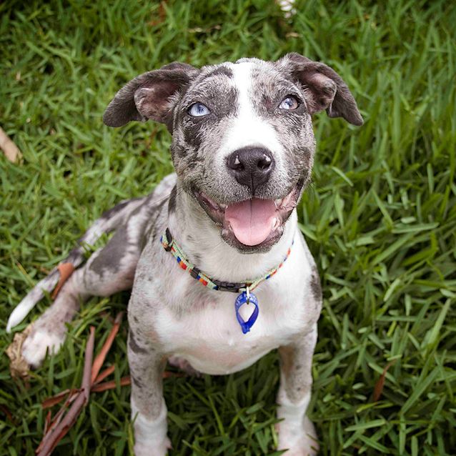 Photo of Blossom ~ Bull Arab X Koolie X Dane(on Trial 14/11