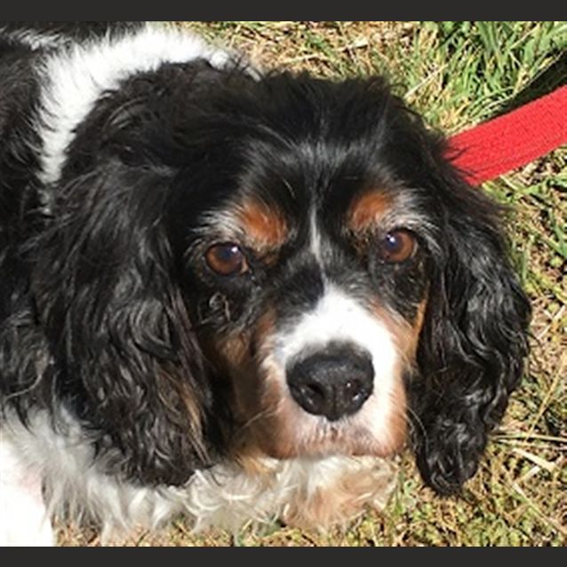 Photo of Molly