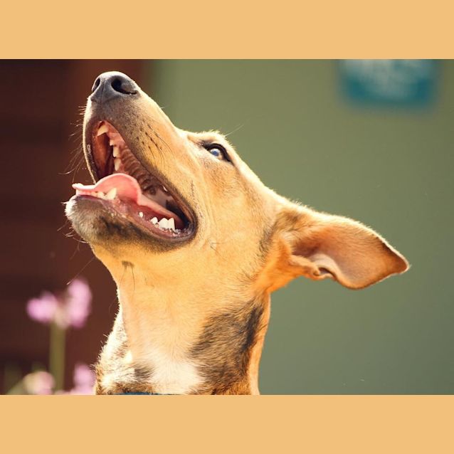 Photo of Skipper $95