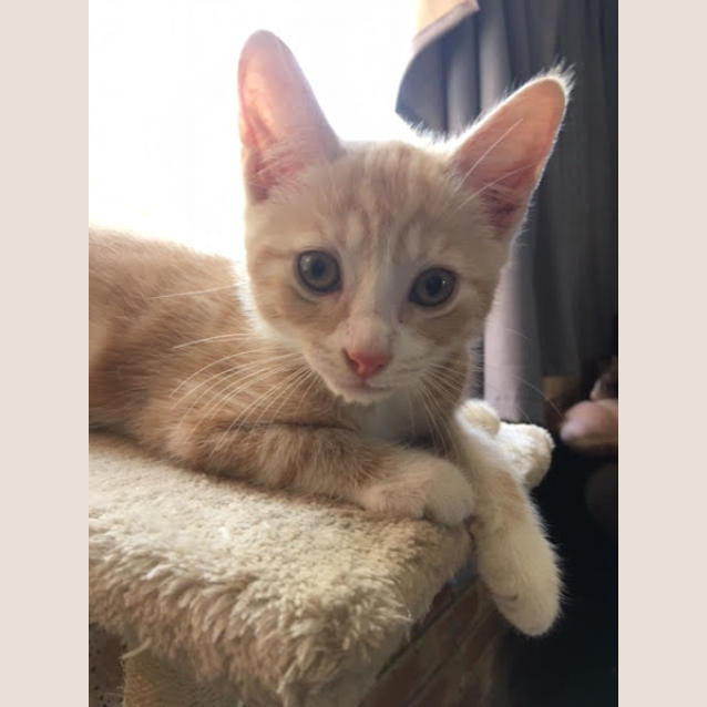 Photo of Garfield
