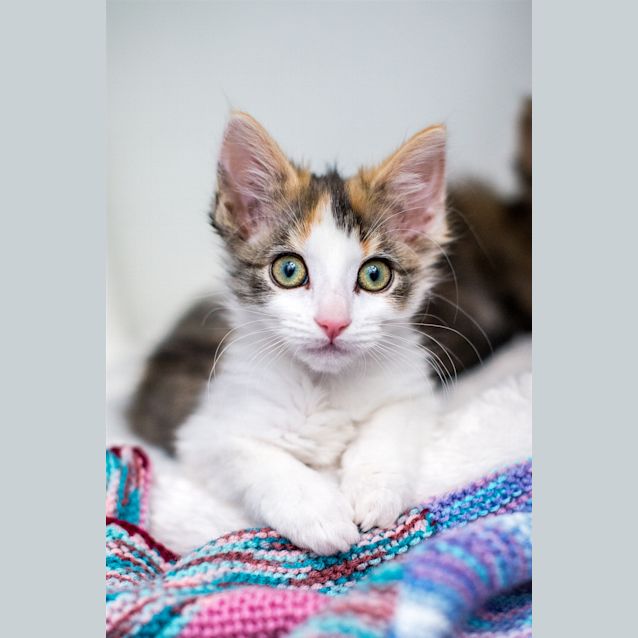 Photo of Violet