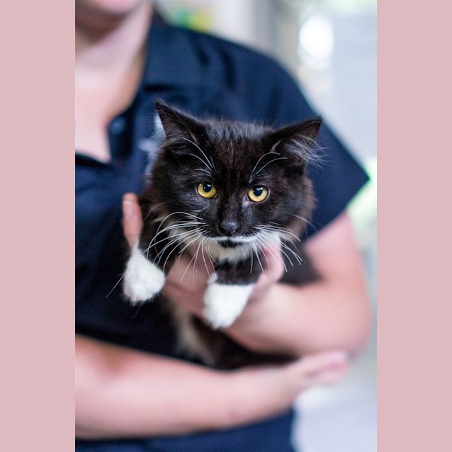 Photo of Tootsie