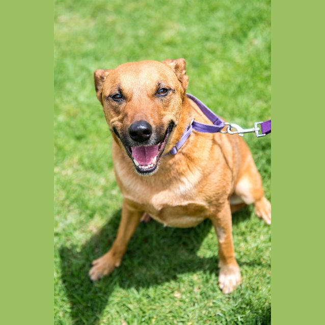 Photo of Cookie