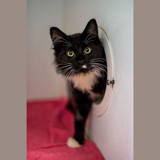 Photo of Beanie