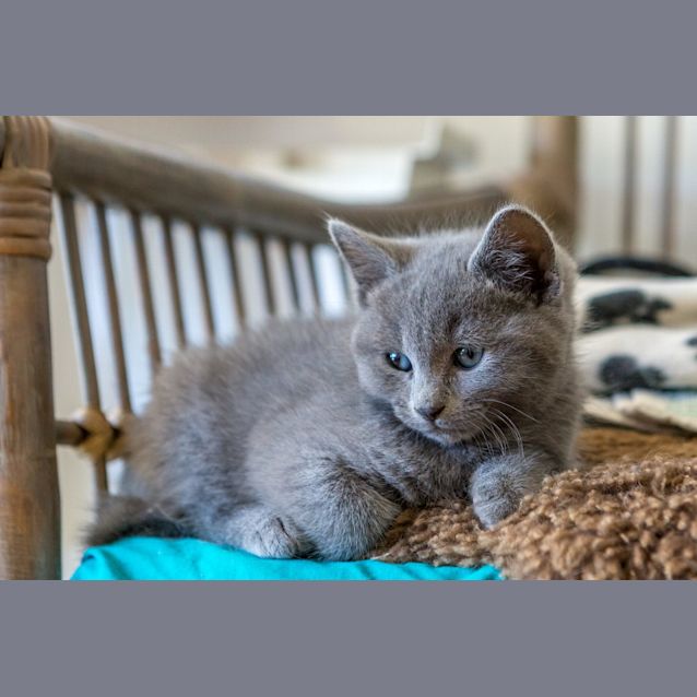 Photo of Evie