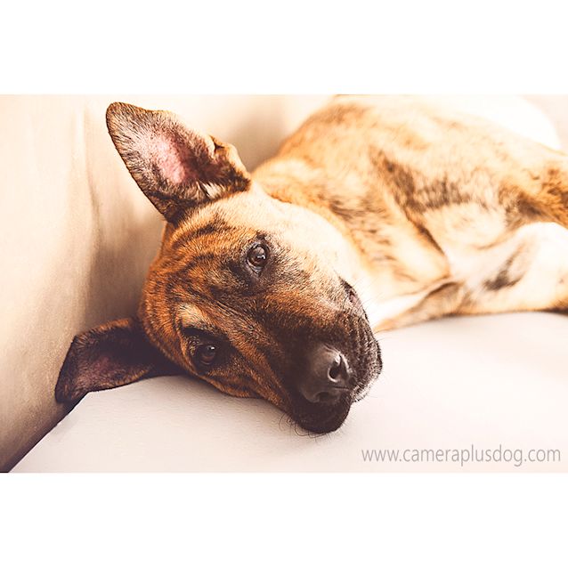 Photo of Tiger ~ 1yo Stripy Girl (On Trial 30/11/2017)