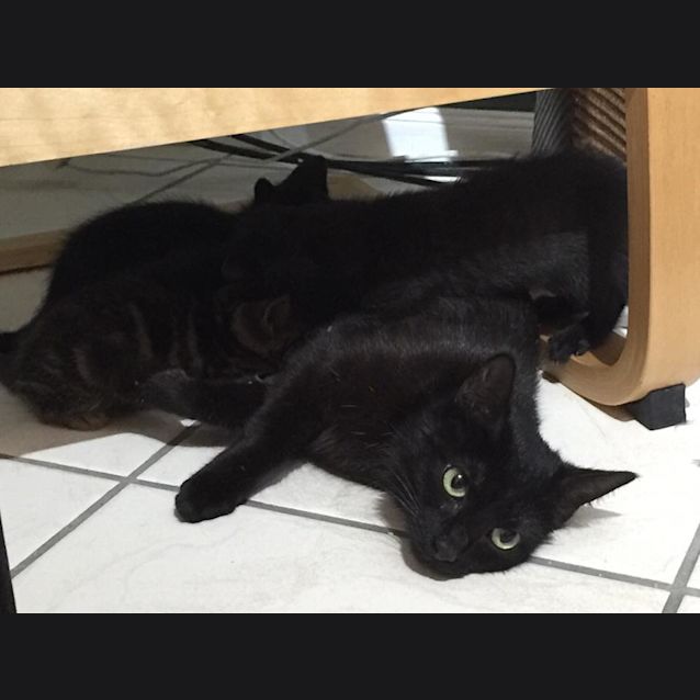 Photo of Chilli