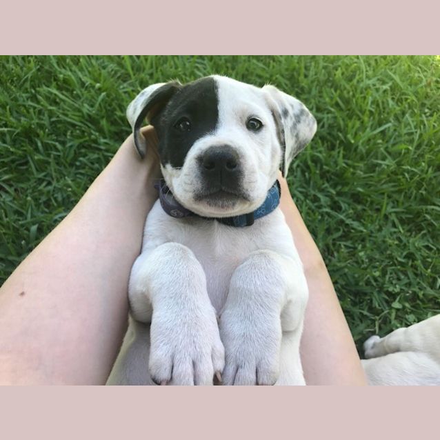 Photo of Lambro *Adoption Pending*