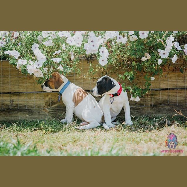 Photo of Yarra *Adoption Pending*