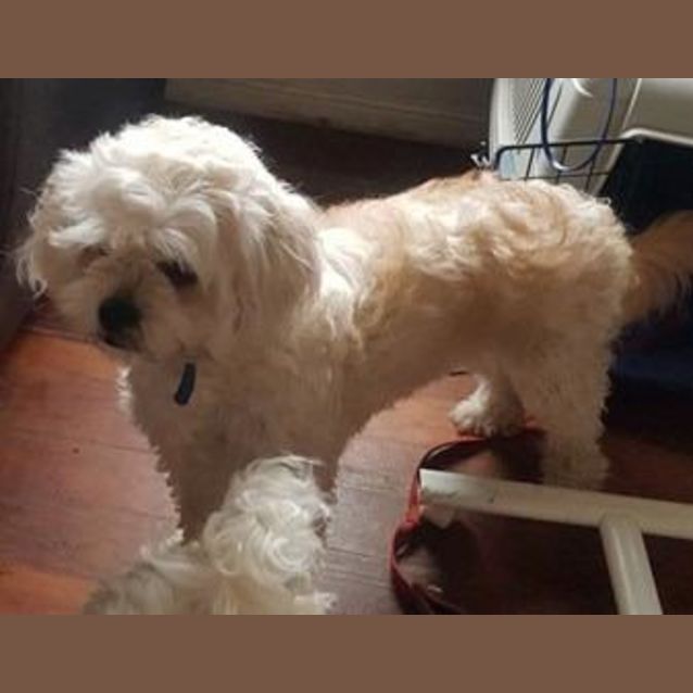 Photo of Reba (Adoption Pending)